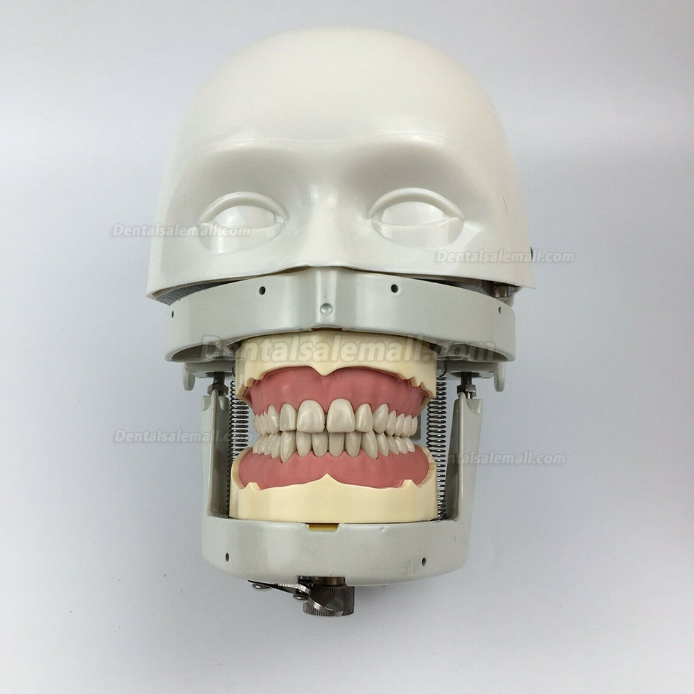 Jingle JG-C1 Dental Manikin Phantom Head Clamp Type Typodont Compatible with Nissin Kilgore/ Frasaco